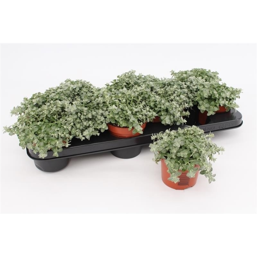 Helichrysum Petiolare Mini.