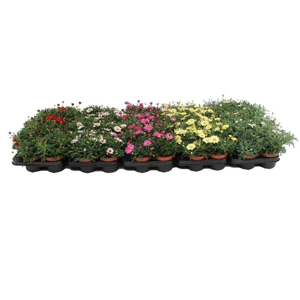 Margriet Frutescens Mix Layer.