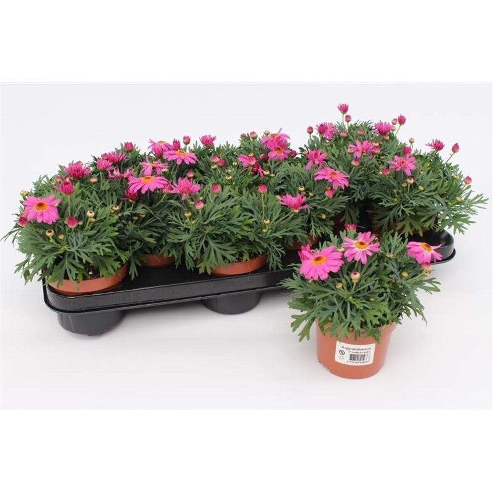 Margriet Frutescens Pink.