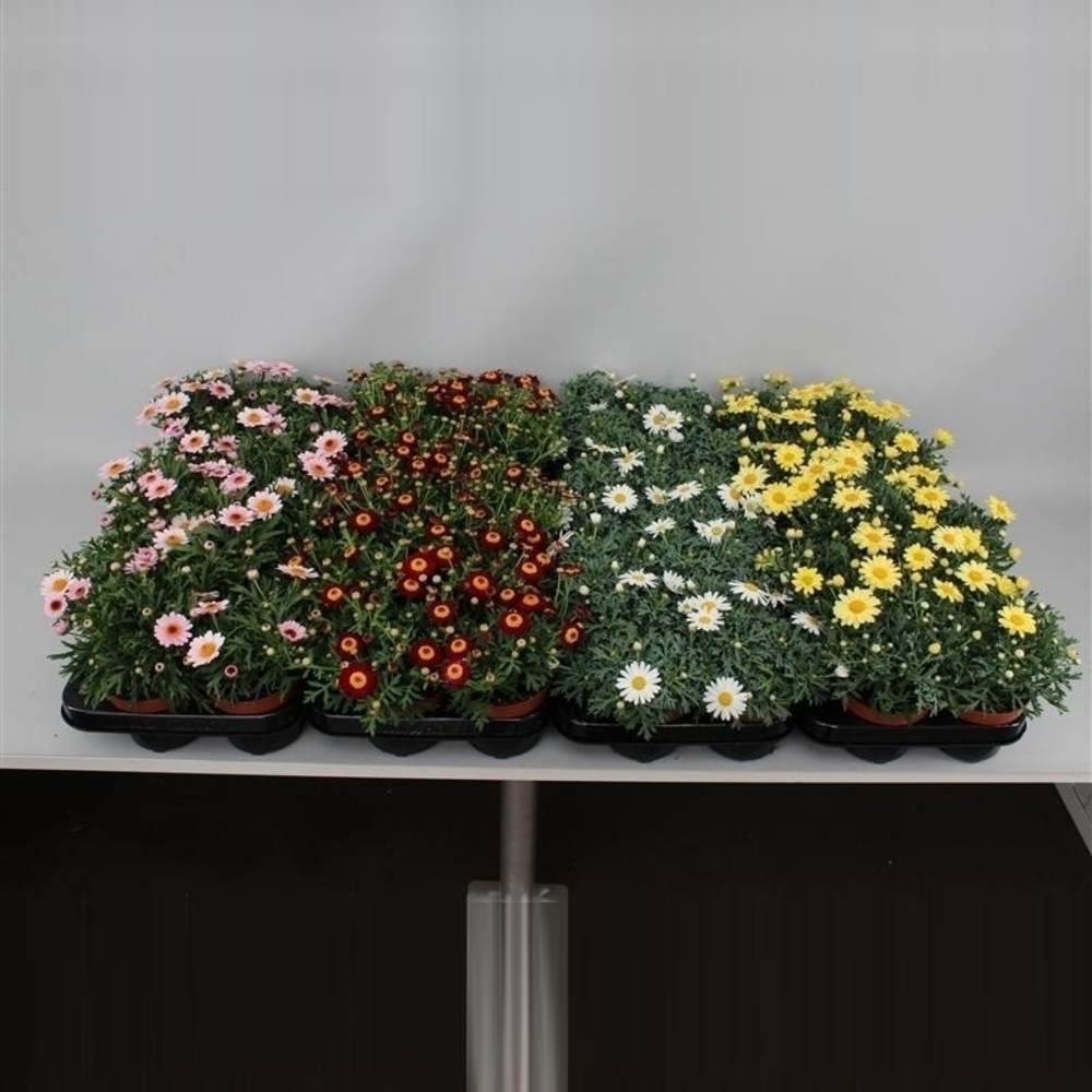 Margriet Frutescens Mix Trolley.