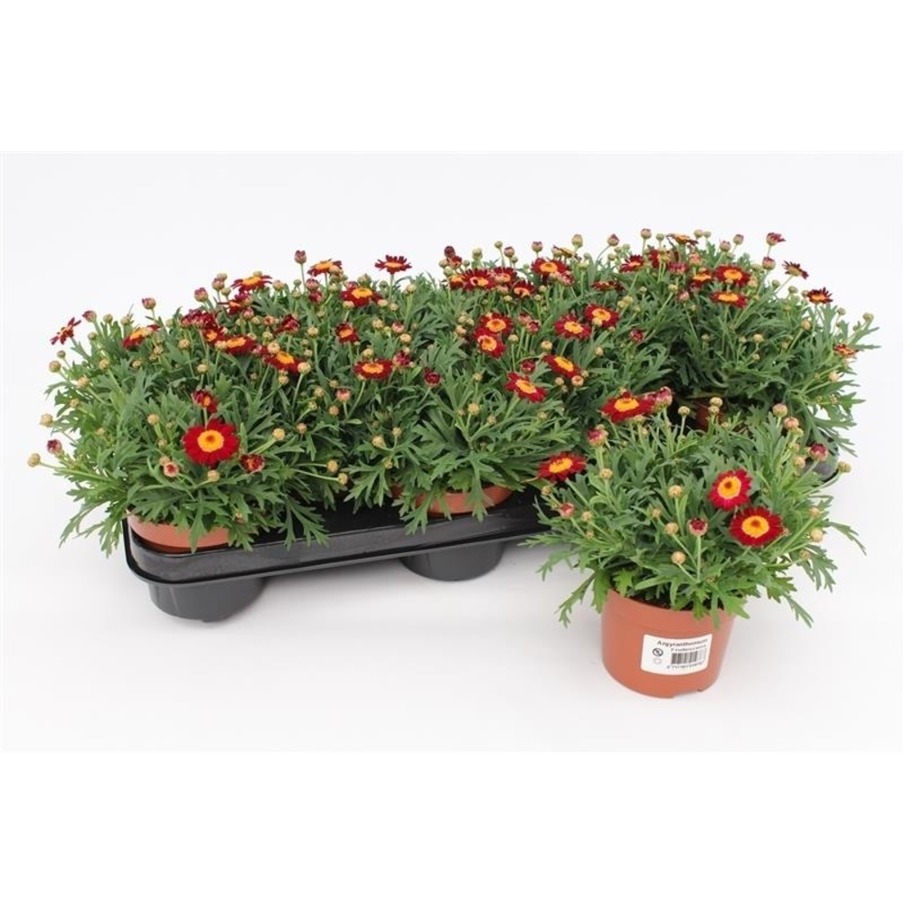 Margriet Frutescens Red.