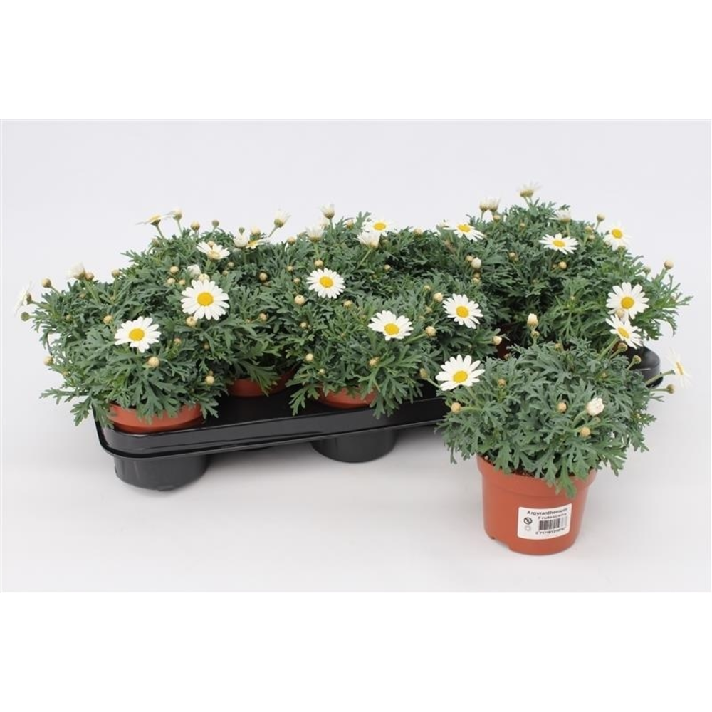 Margriet Frutescens White.