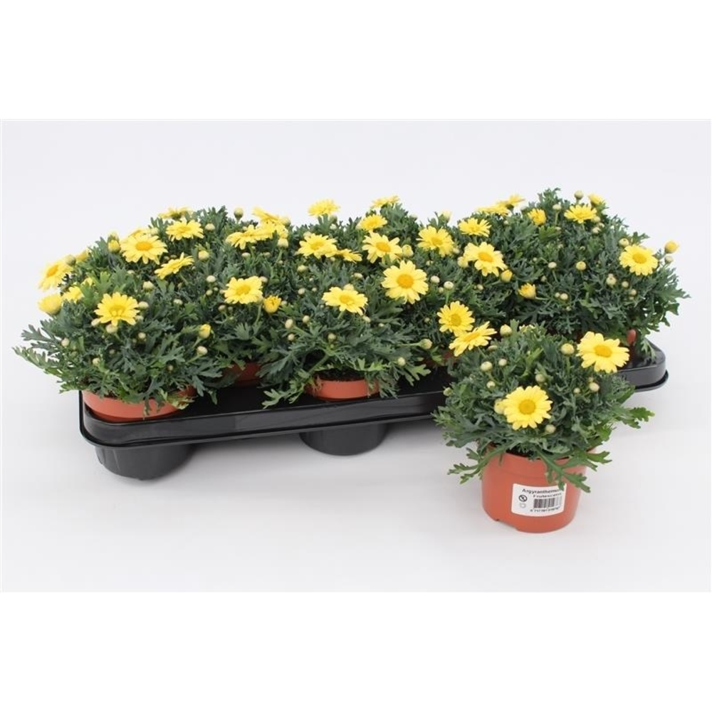 Margriet Frutescens Yellow.