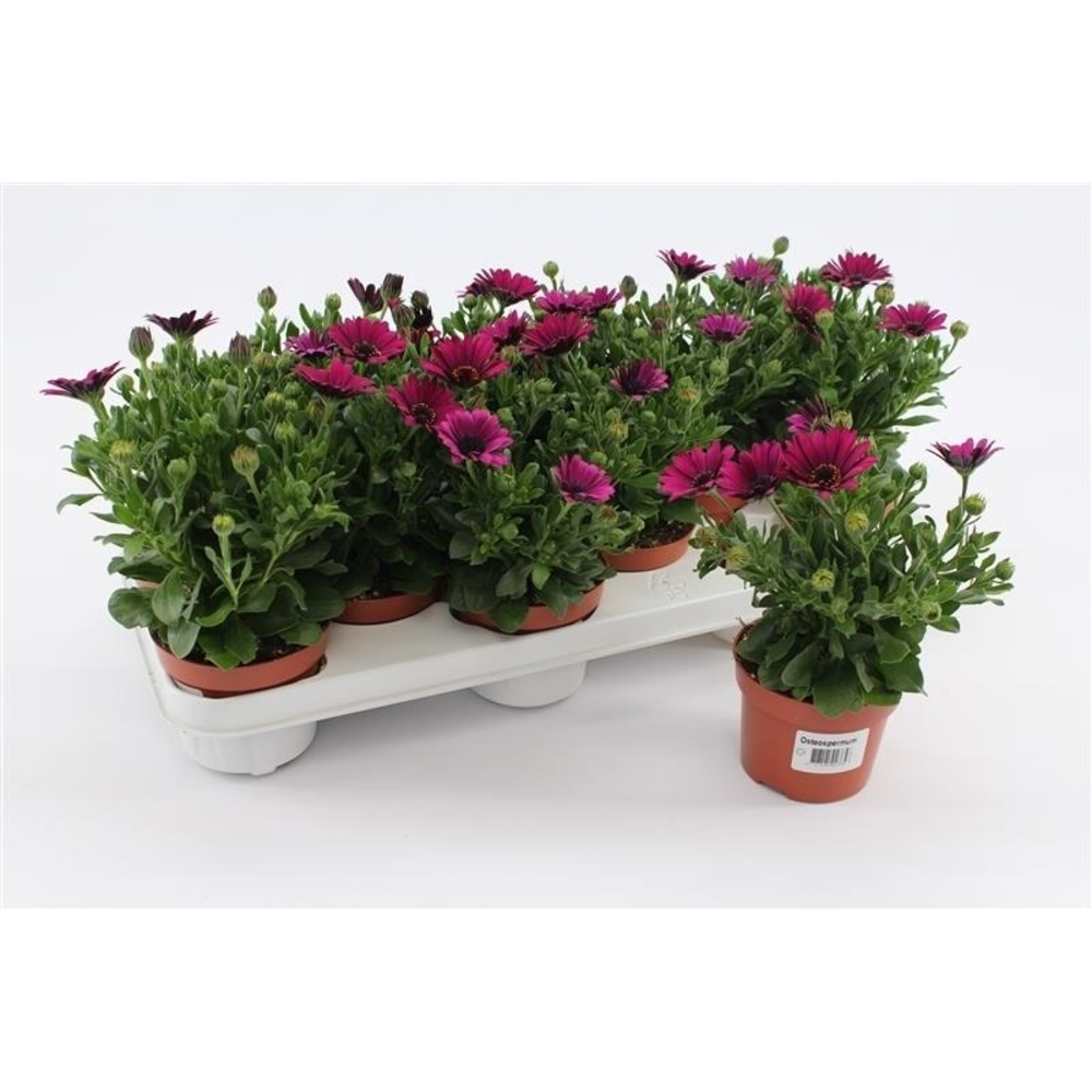 Osteospermum Purple.