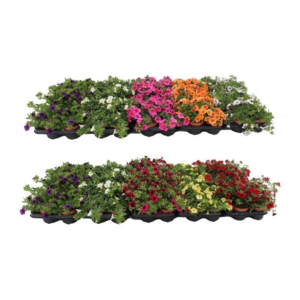 Elbrus terracotta Antik Choko Indoor.