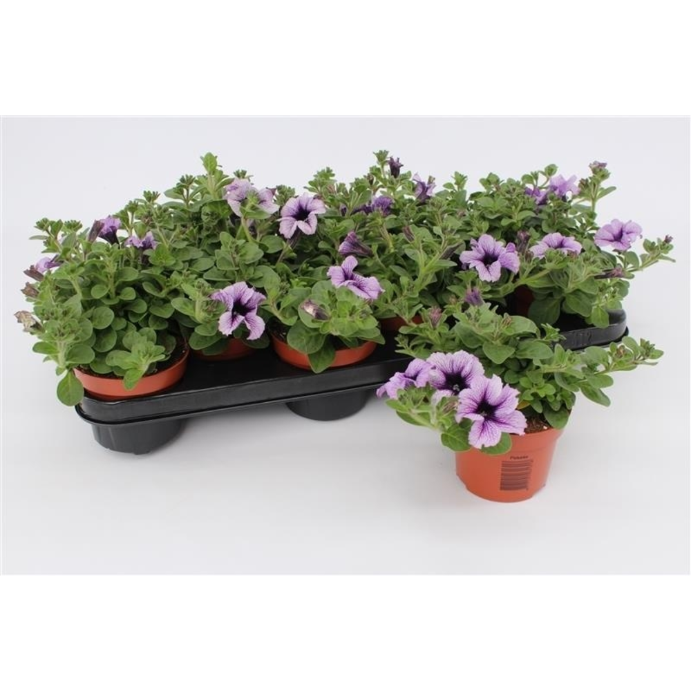 Petunia Blue Vein.