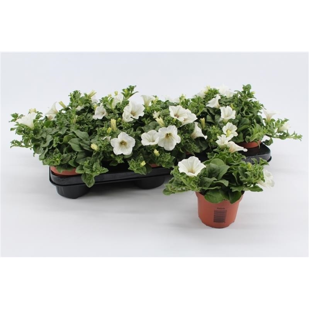 Petunia White.