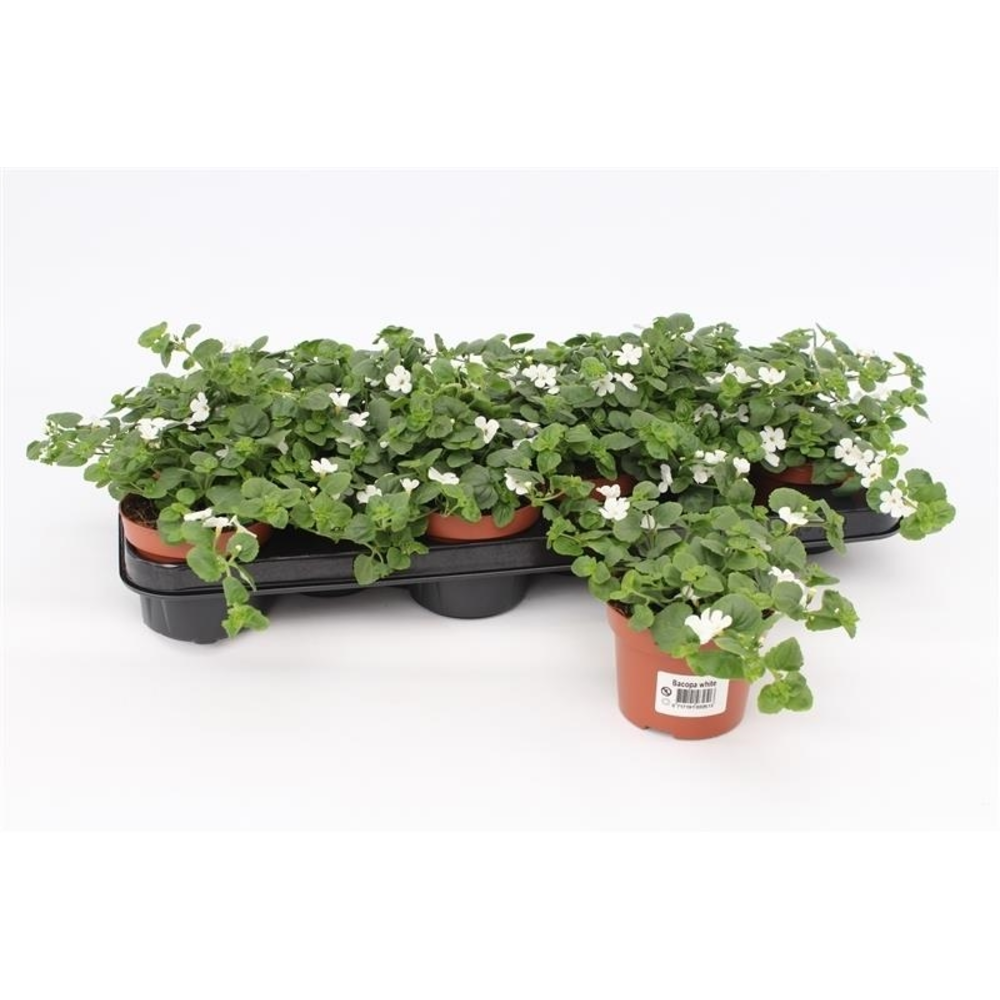 Bacopa Sutera White Showers.