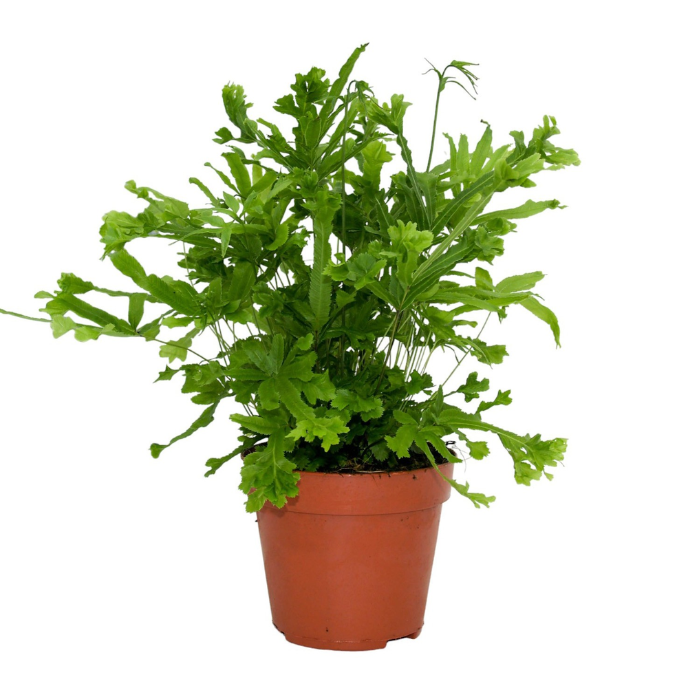 Pteris Cretica 'Roeweri'.