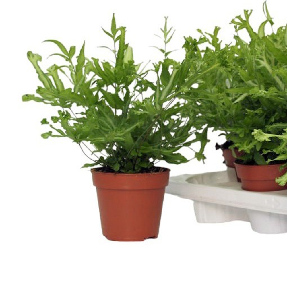 Pteris Cretica 'Mayi'.