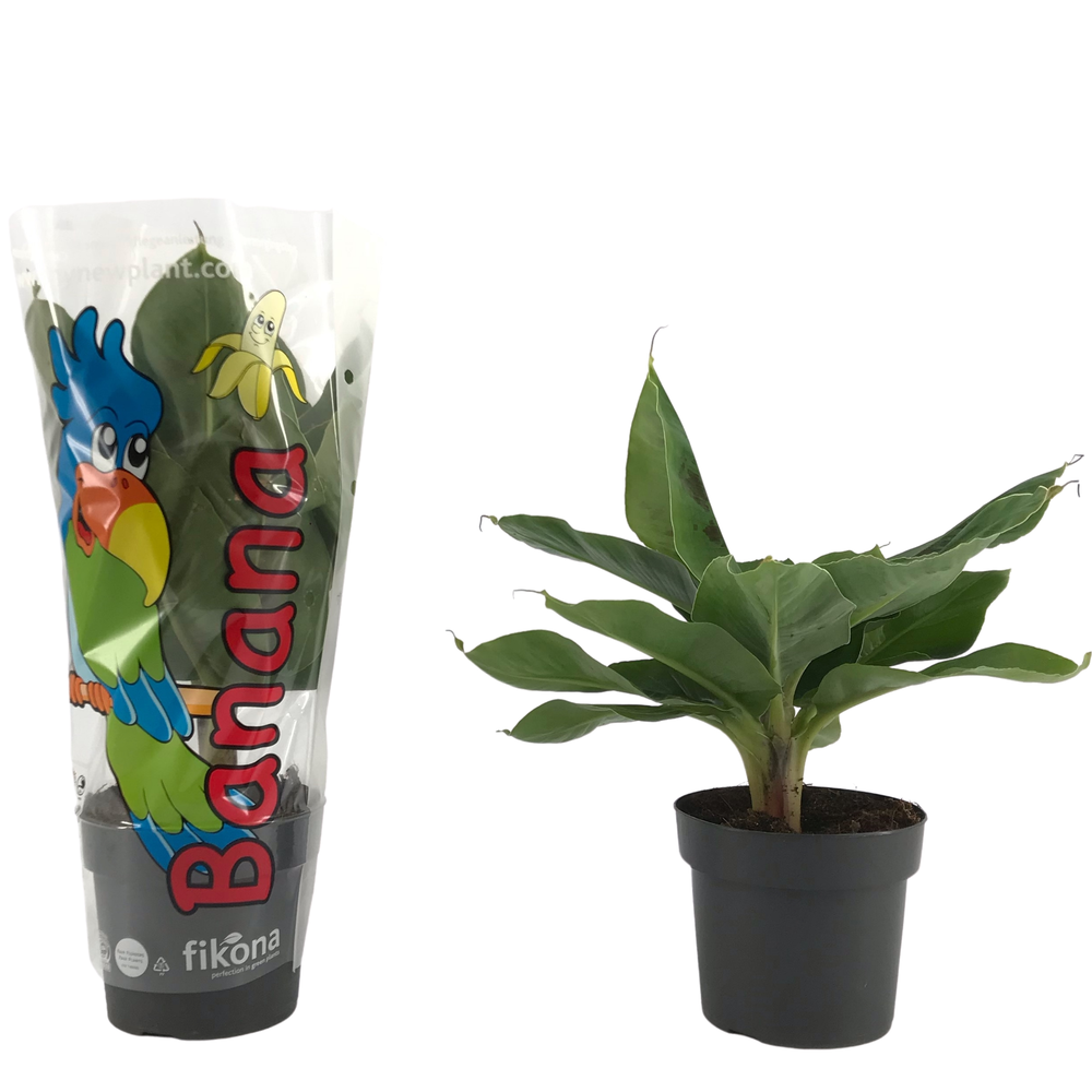 Musa Tropicana p17 sierhoes.