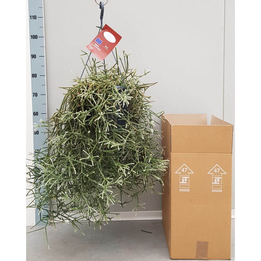 Rhipsalis Pilocarpa 25cm.