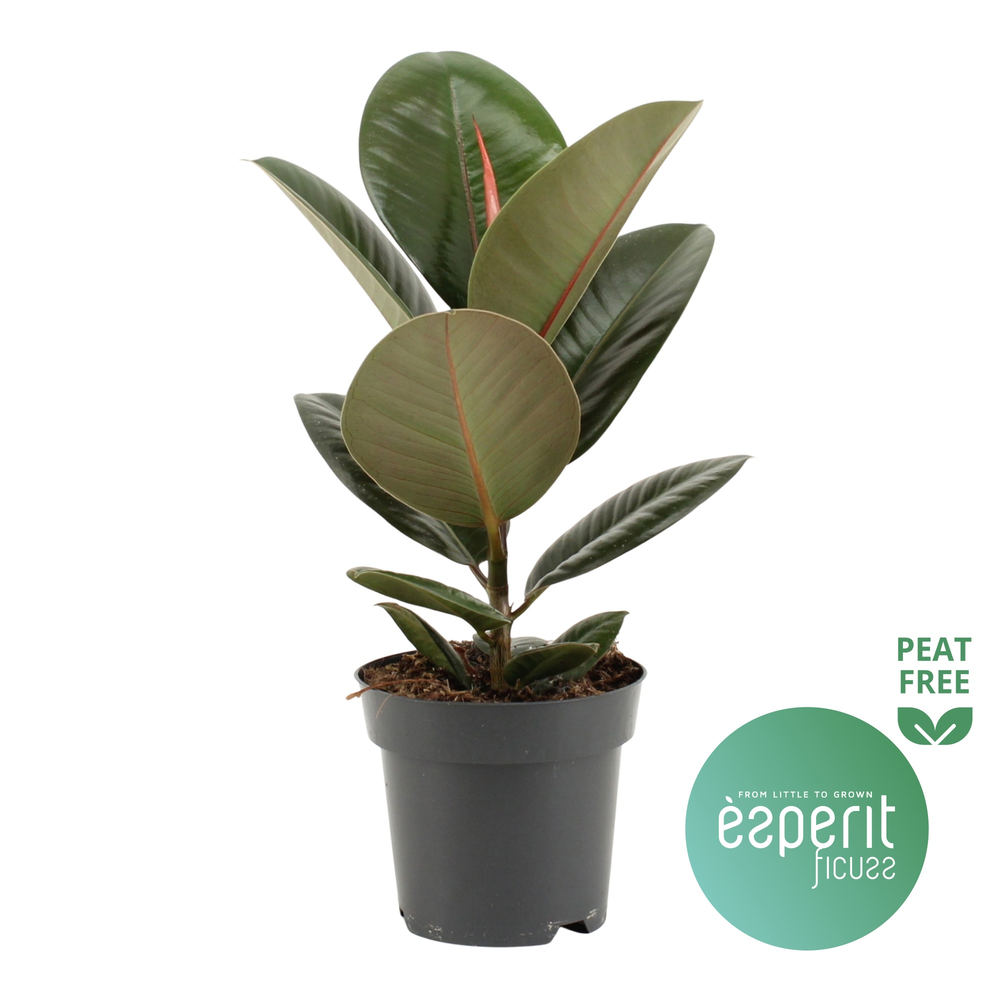 Ficus elastica Robusta.