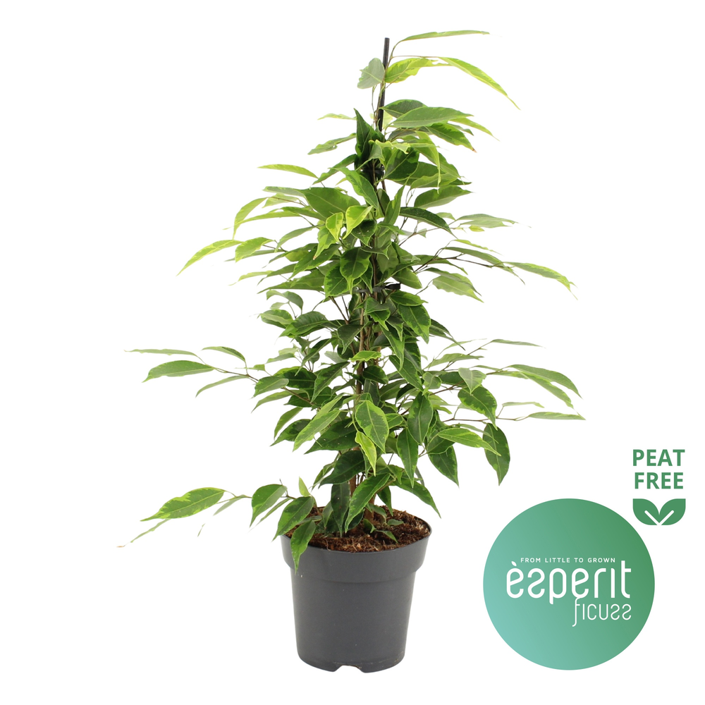 Ficus benjamina Anastasia®.