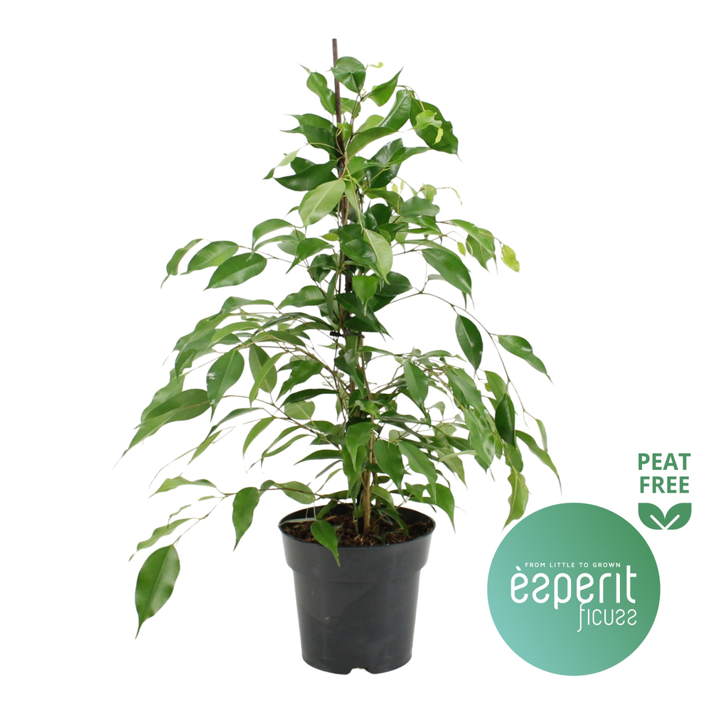 Ficus benjamina Danita®.