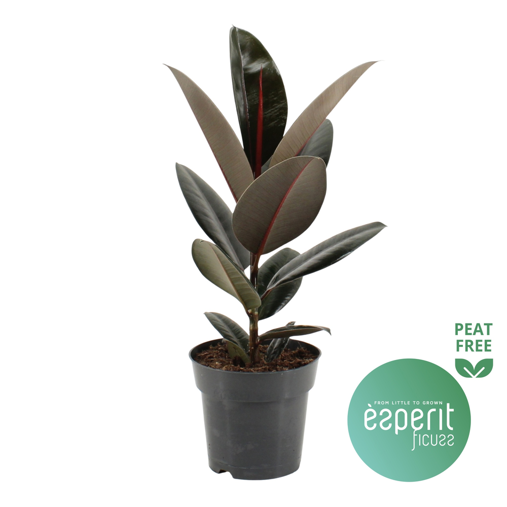 Ficus elastica Abidjan.