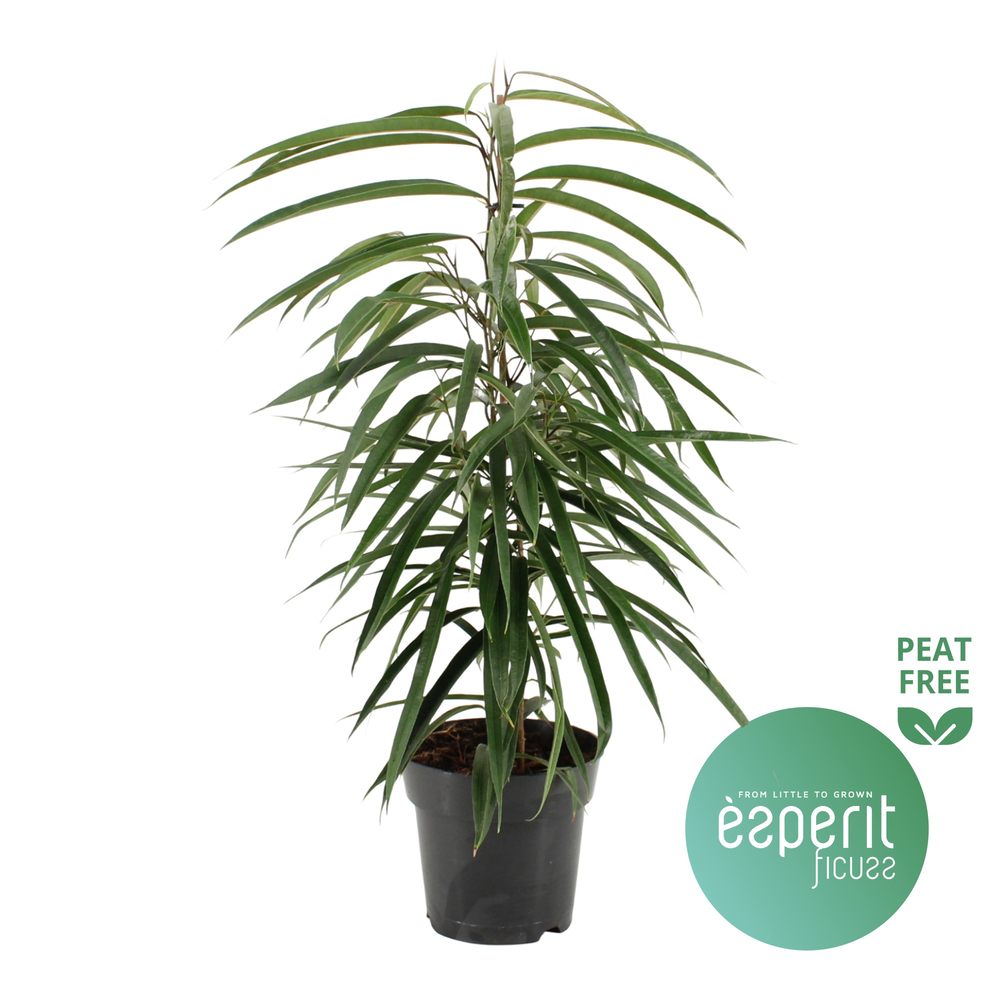 Ficus binnendijkii Alii.