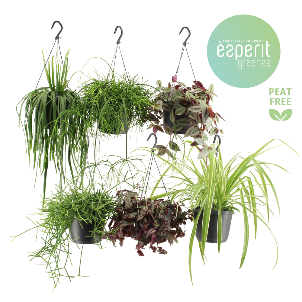 Hangmix Greenss 4 srt hangpot.