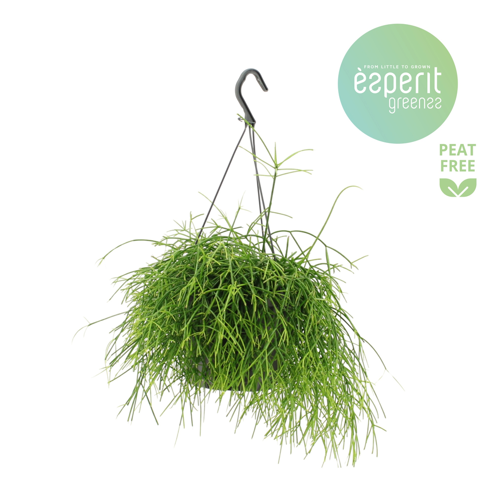 Rhipsalis Oasis hangpot.