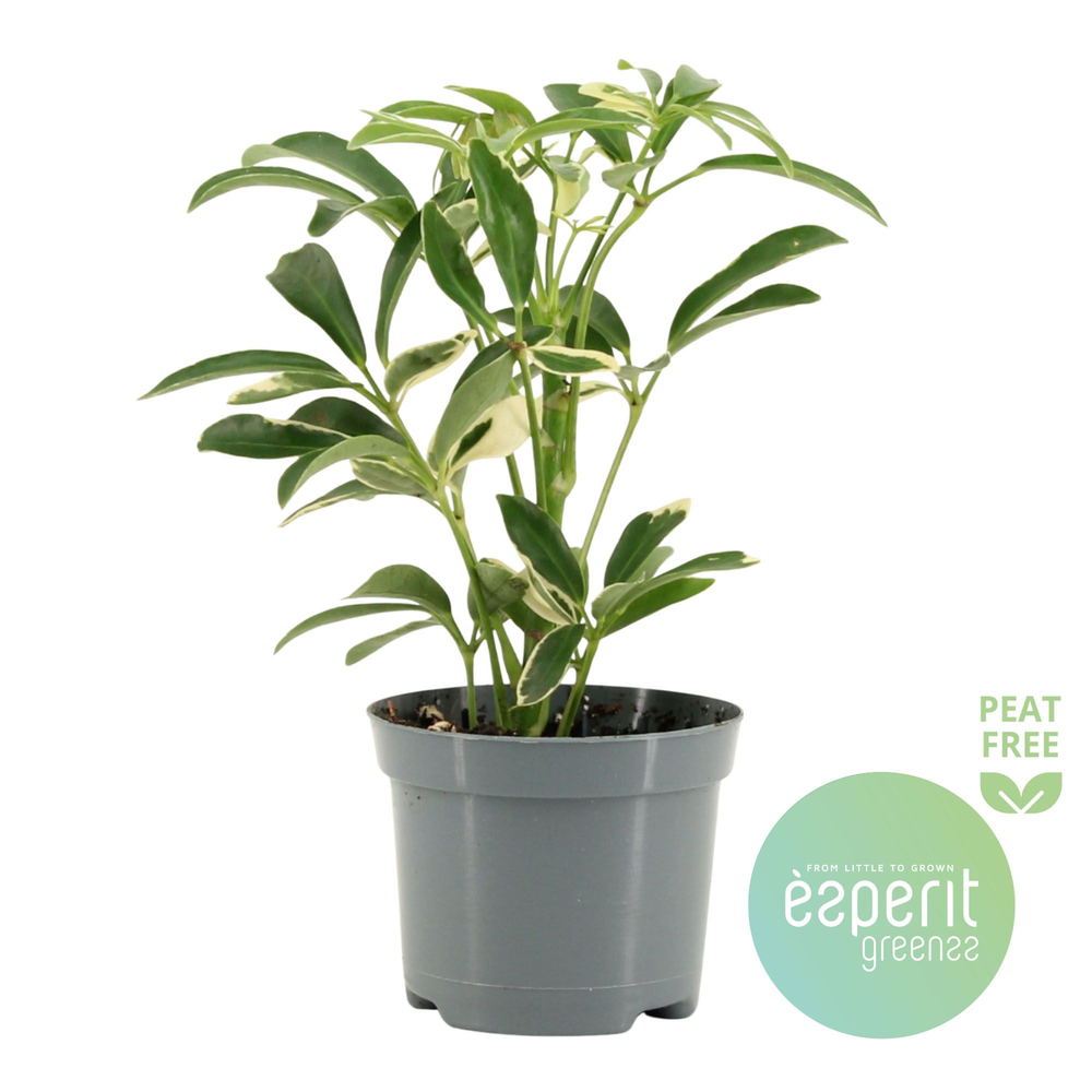 Schefflera Moondrop.