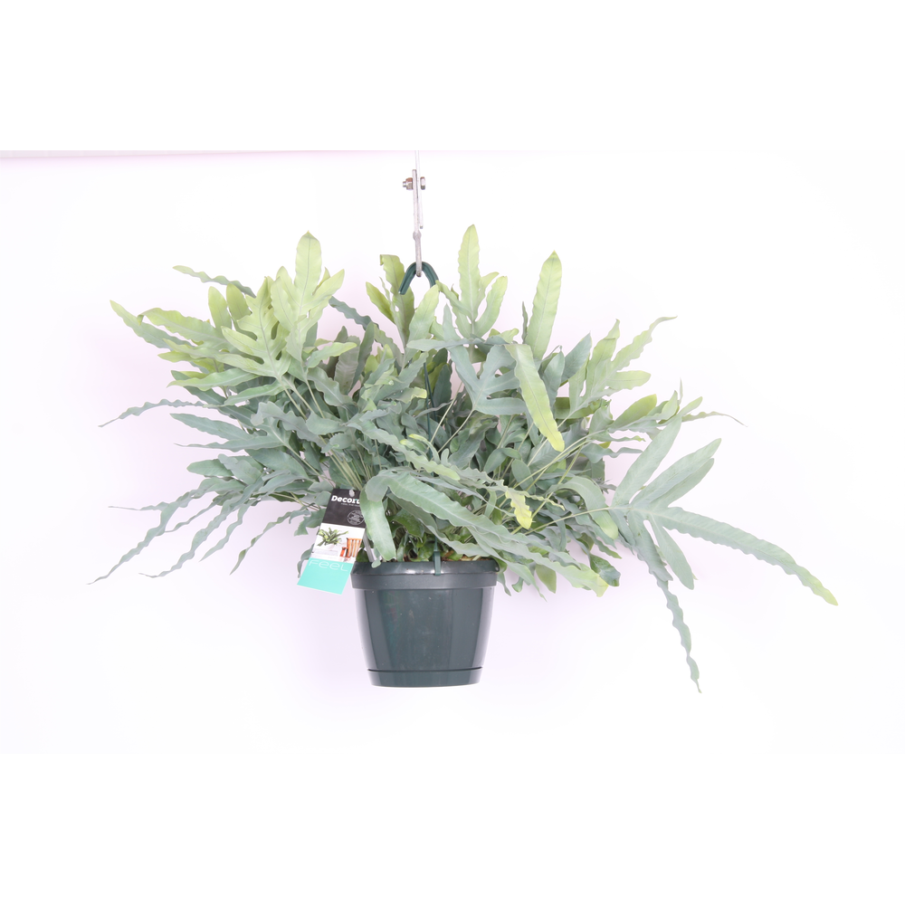 Phlebodium Aureum Blue Star.