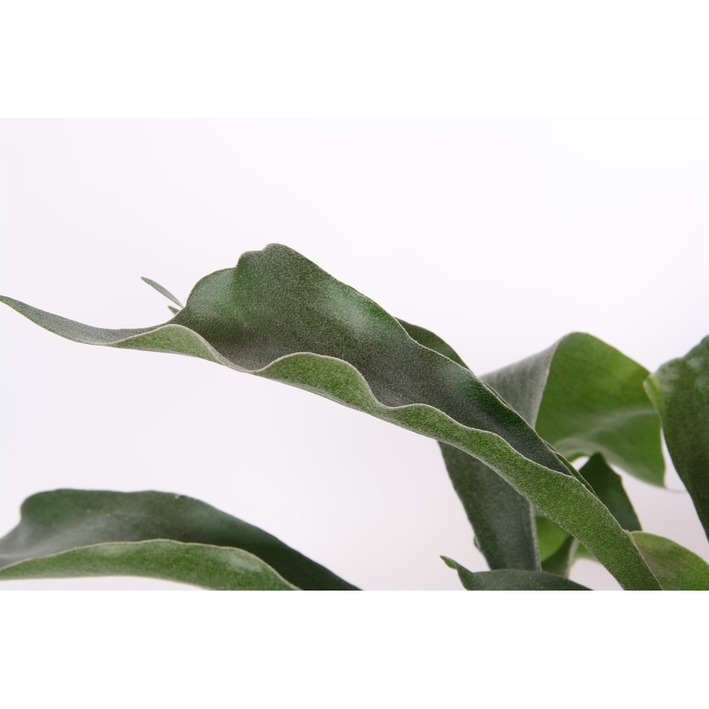 Platycerium Netherlands.