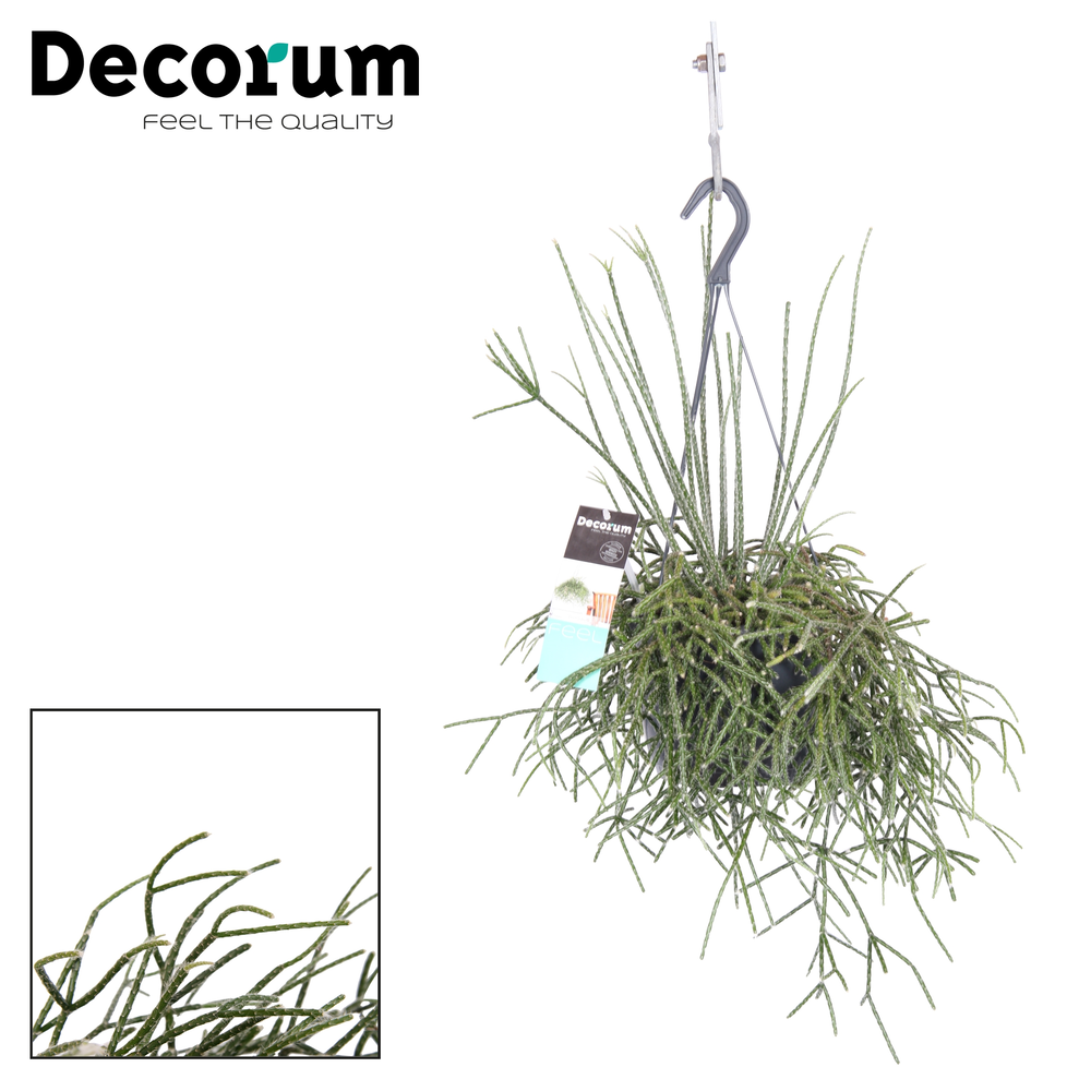 Rhipsalis pilocarpa HP 17 cm.