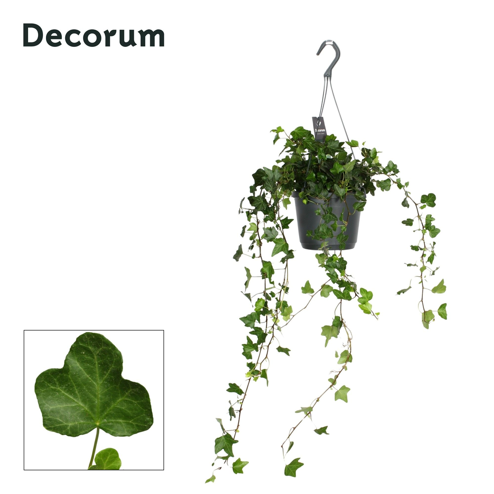 Hedera Helix Wonder.