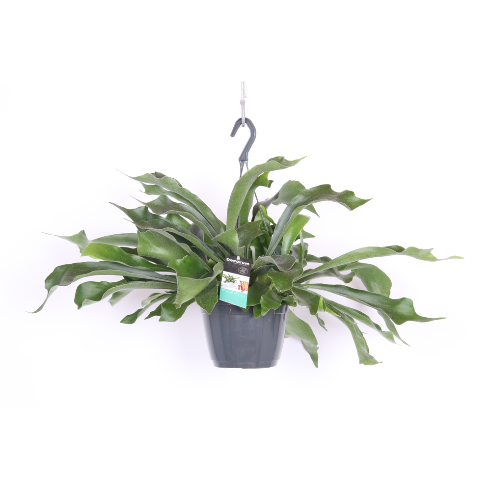 Platycerium Bifurcatum.