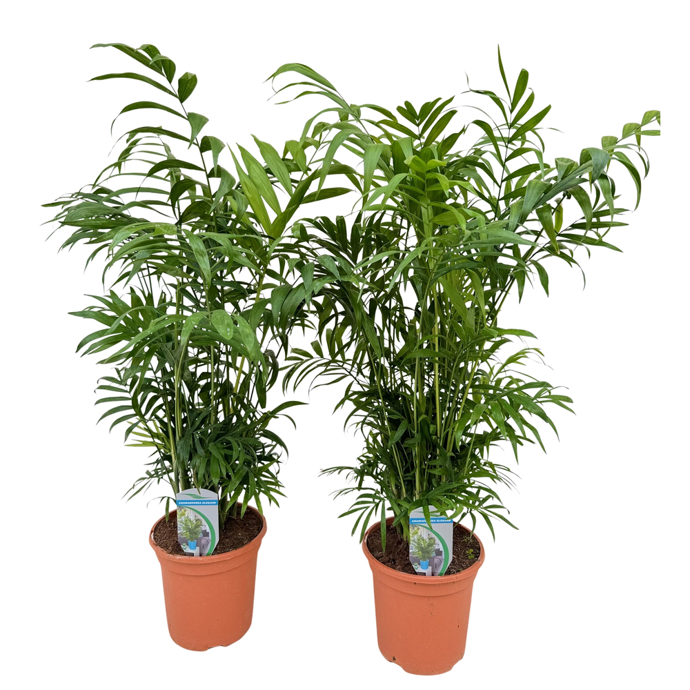 Chamaedorea elegans P18.