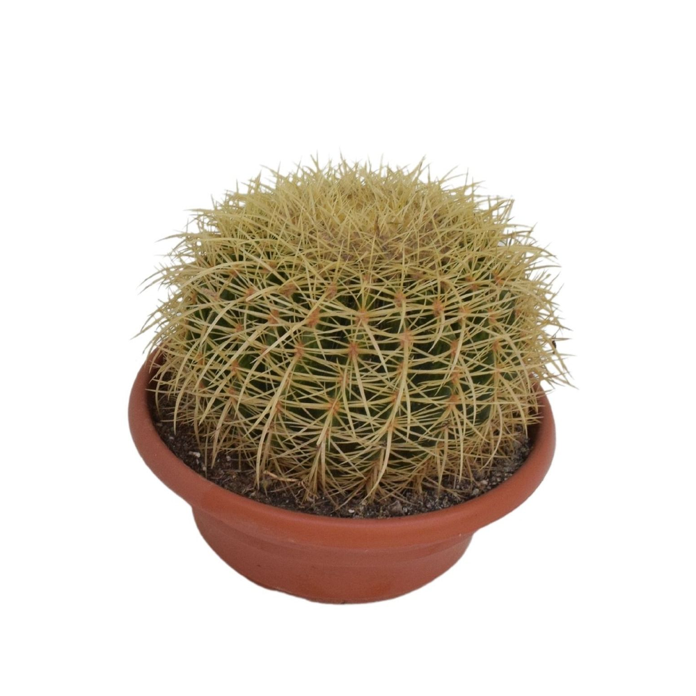Echinocactus grusonii P25 1BOL.
