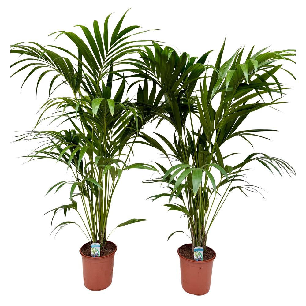 Howea forsteriana P24 H160.