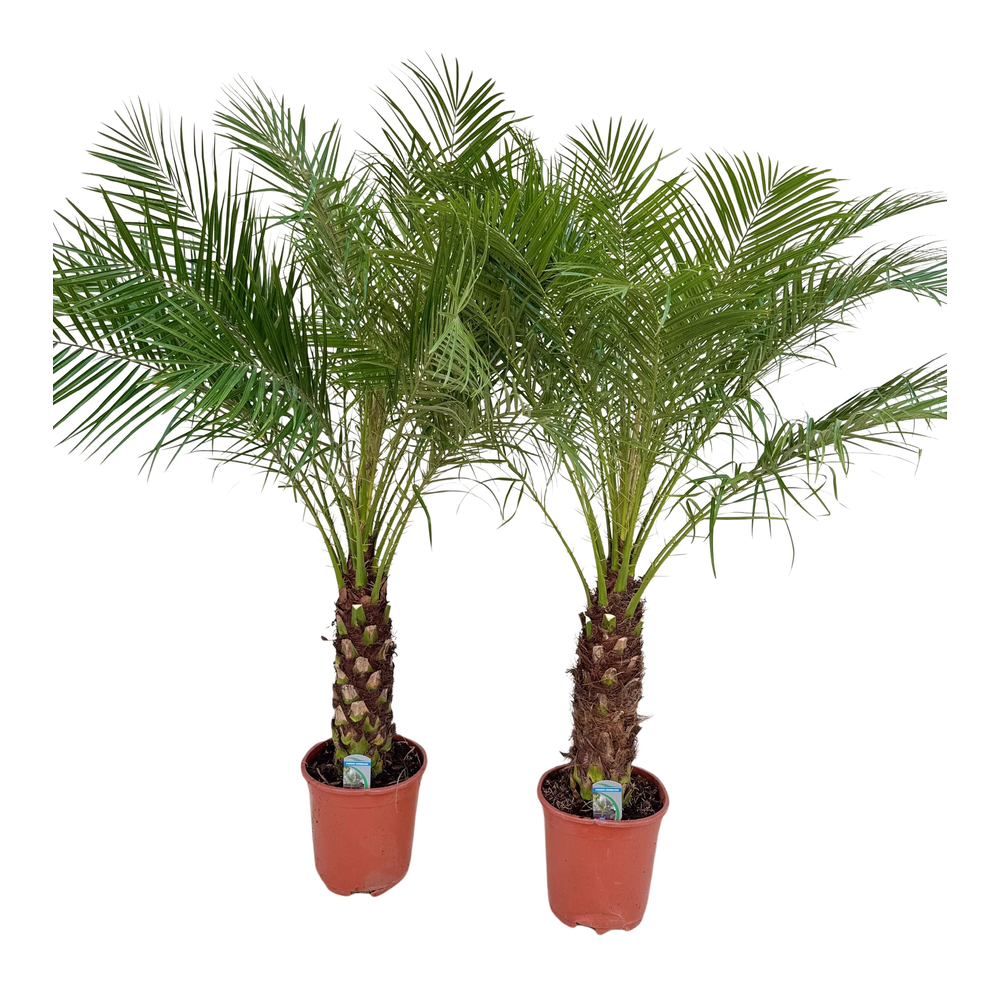 Phoenix roebelenii P27.