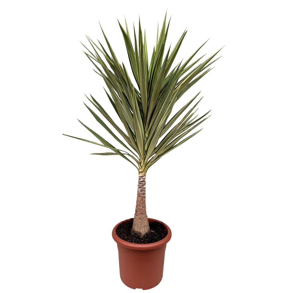 Yucca jewel P35 stam.