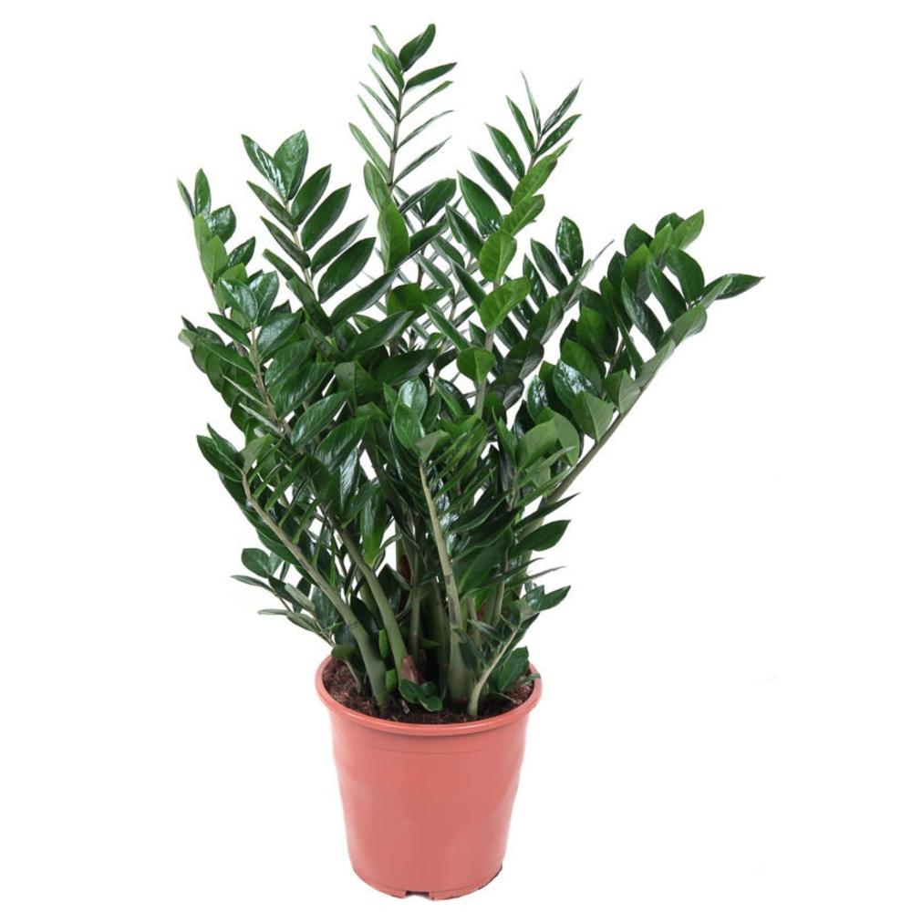 Zamioculcas Zamiifolia P27.