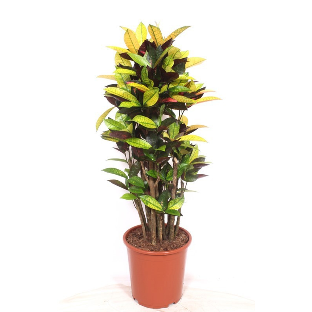 Codiaeum Iceton (Croton Iceton).