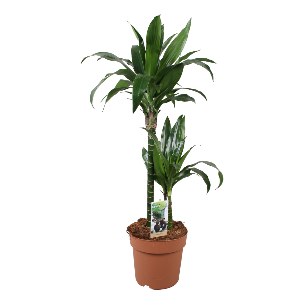 Dracaena Janet Craig 45-15.