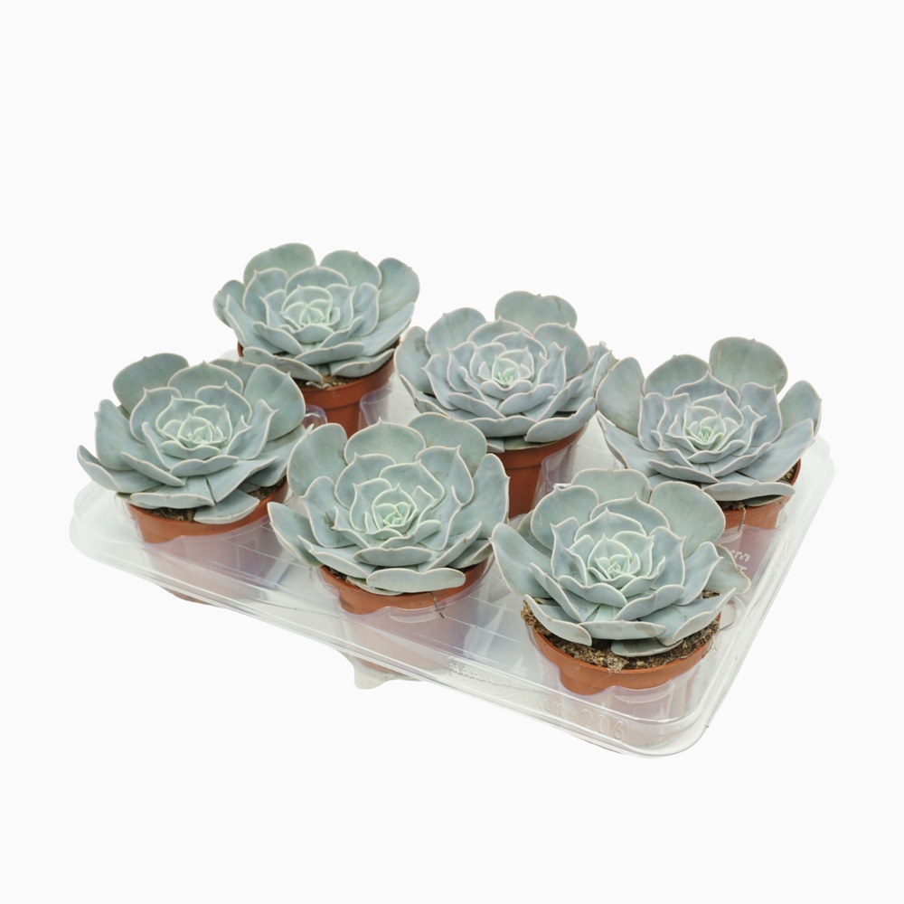 Echeveria pollux 10,5 cm.