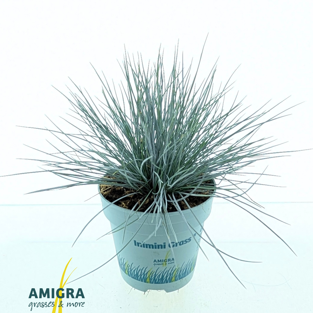 Festuca glauca CompactA Blue®.