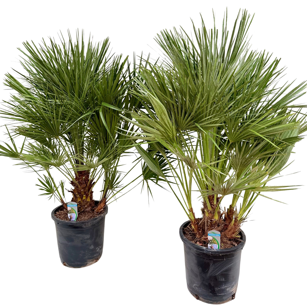 Chamaerops humilis P30.