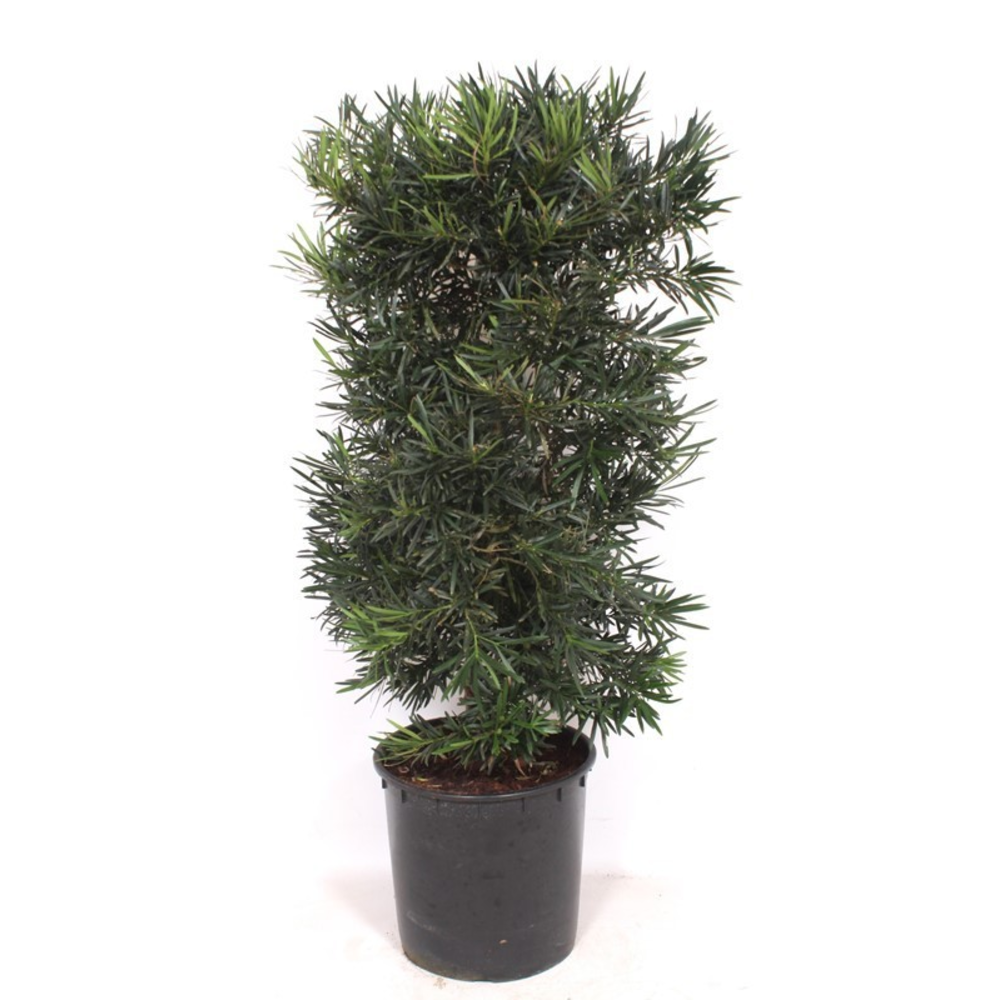 Podocarpus macrophylla.