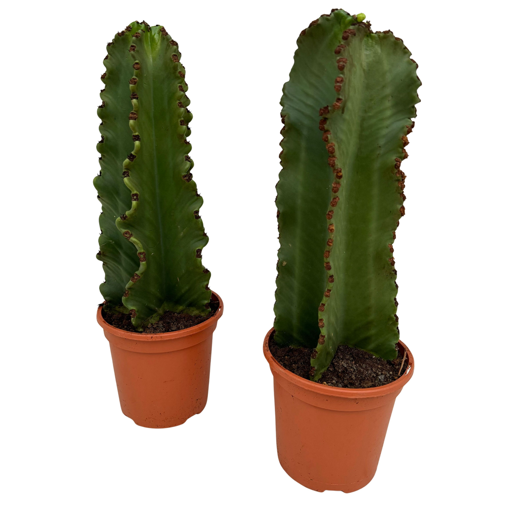 Euphorbia ingens P18.