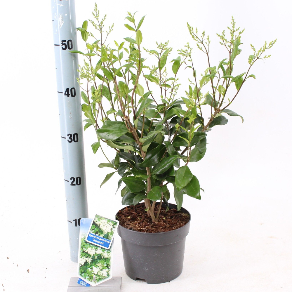 Ligustrum jap. 'Texanum'.