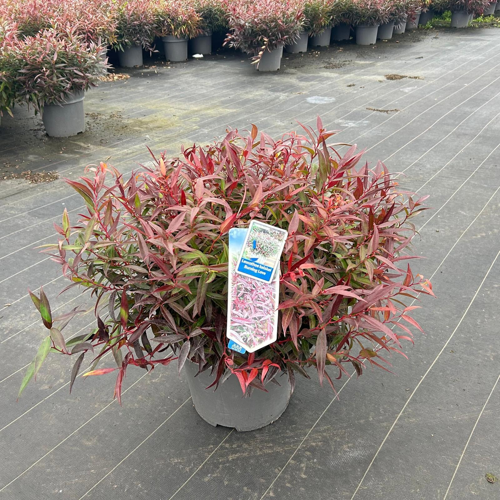 Leucothoë keiskei 'Burning Love'.