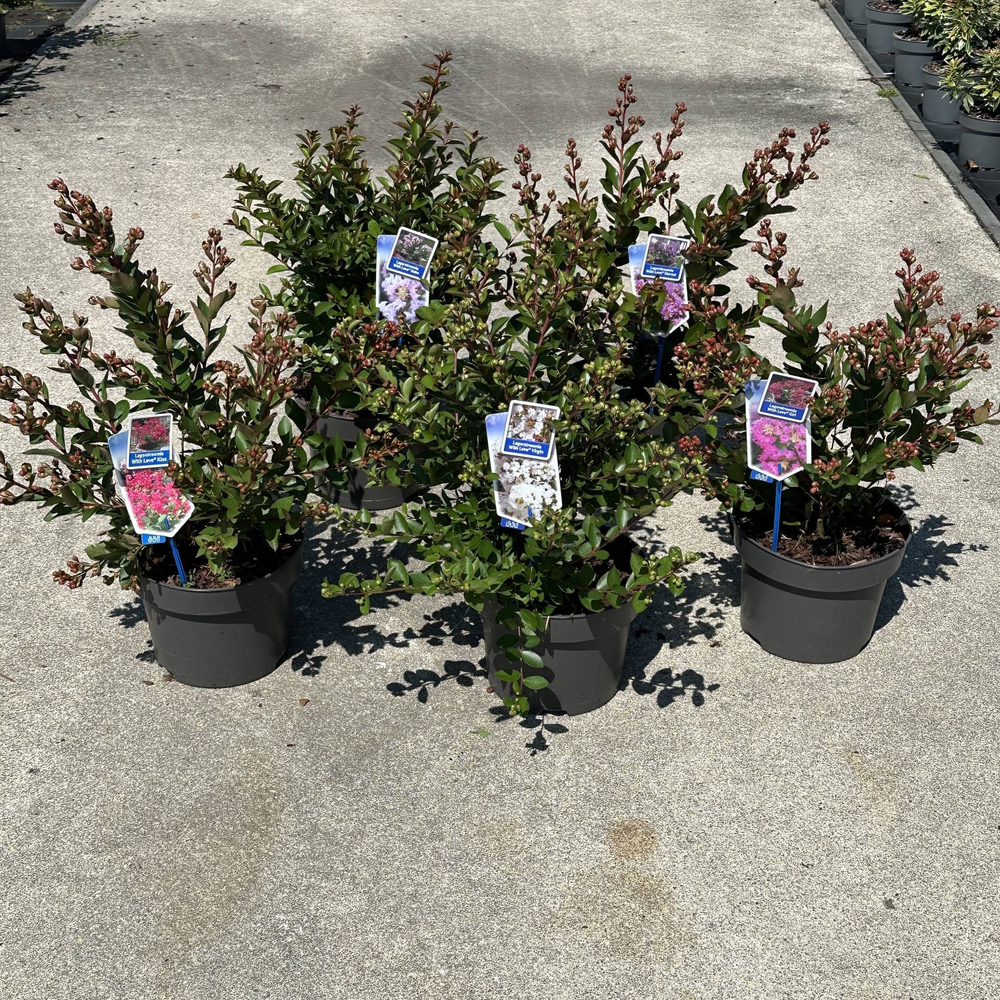 Lagerstroemia indica With Love mix (minimum order .