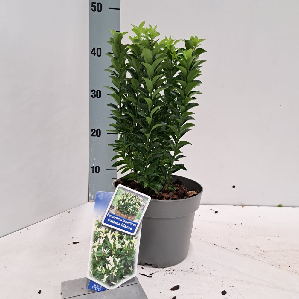 Euonymus jap. Paloma Blanca ('Lankveld03'PBR).