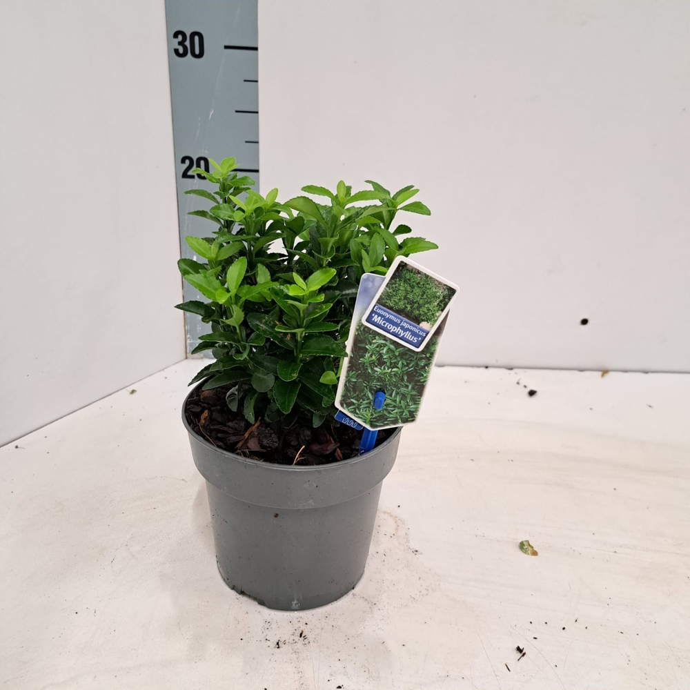 Euonymus jap. 'Microphyllus'.