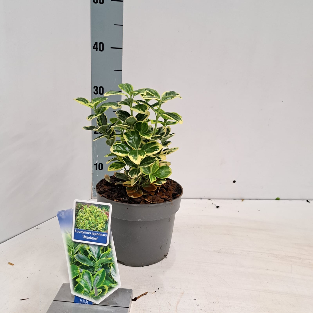 Euonymus jap. 'Marieke'.