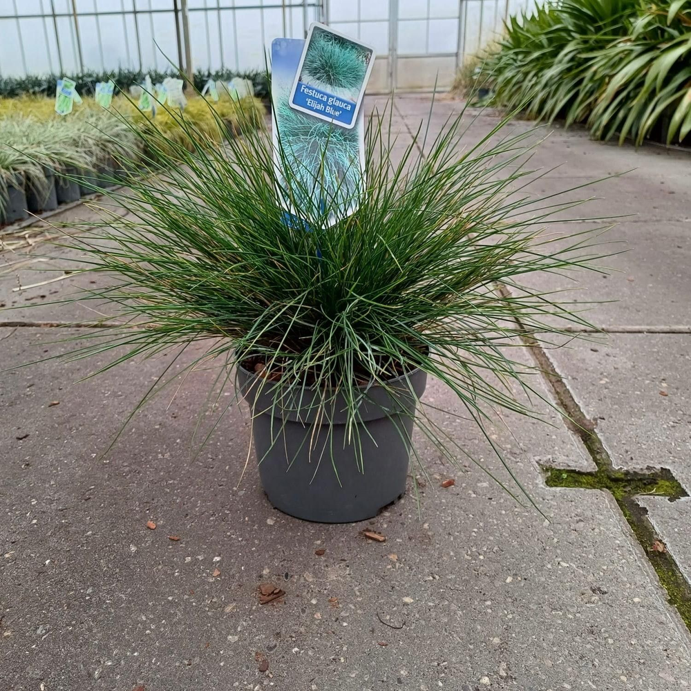 Festuca glauca 'Elijah Blue'.