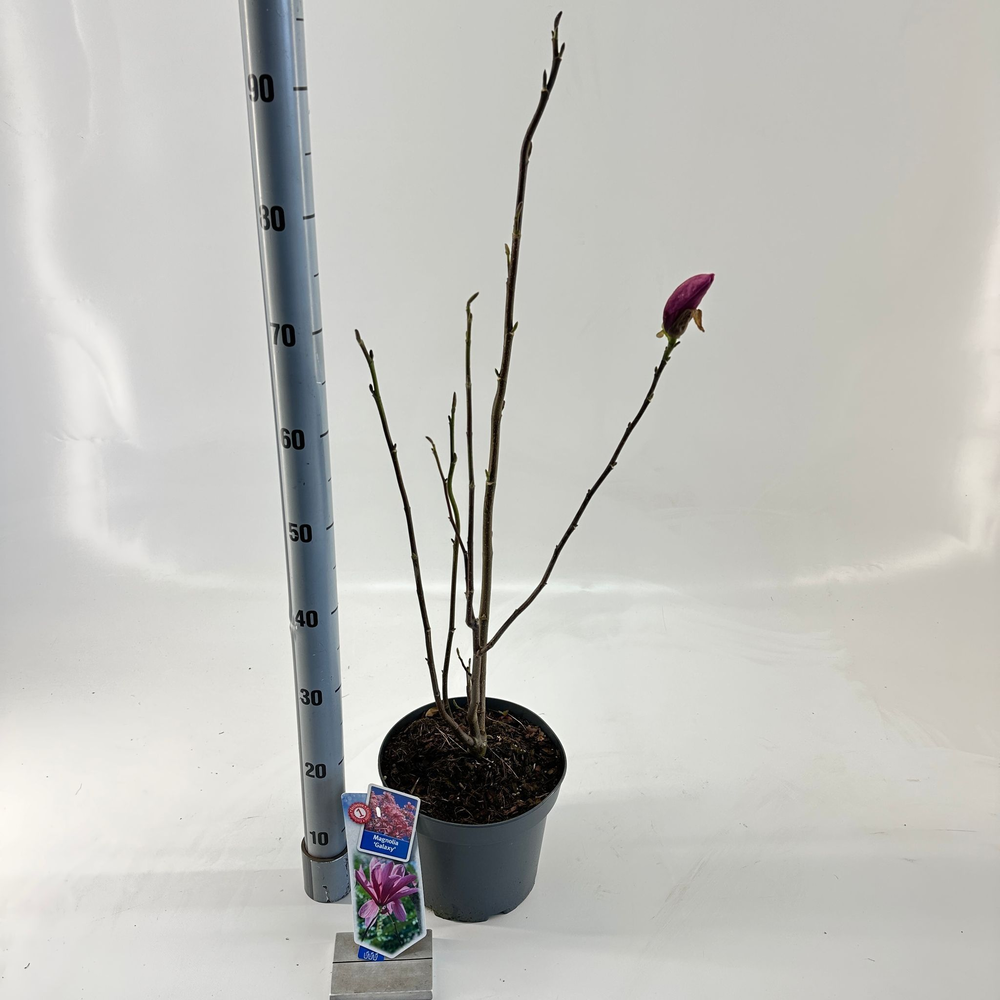 Magnolia 'Galaxy'.